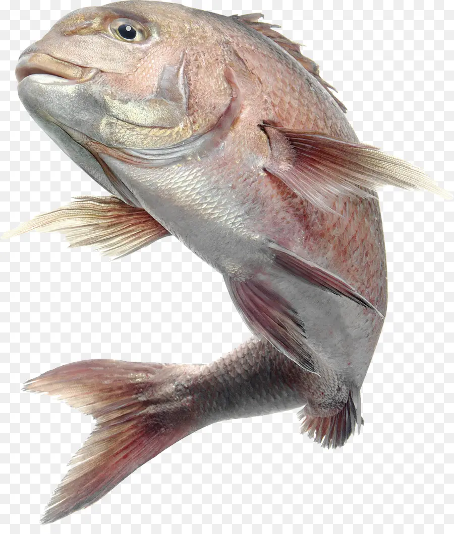 Ikan，Laut PNG