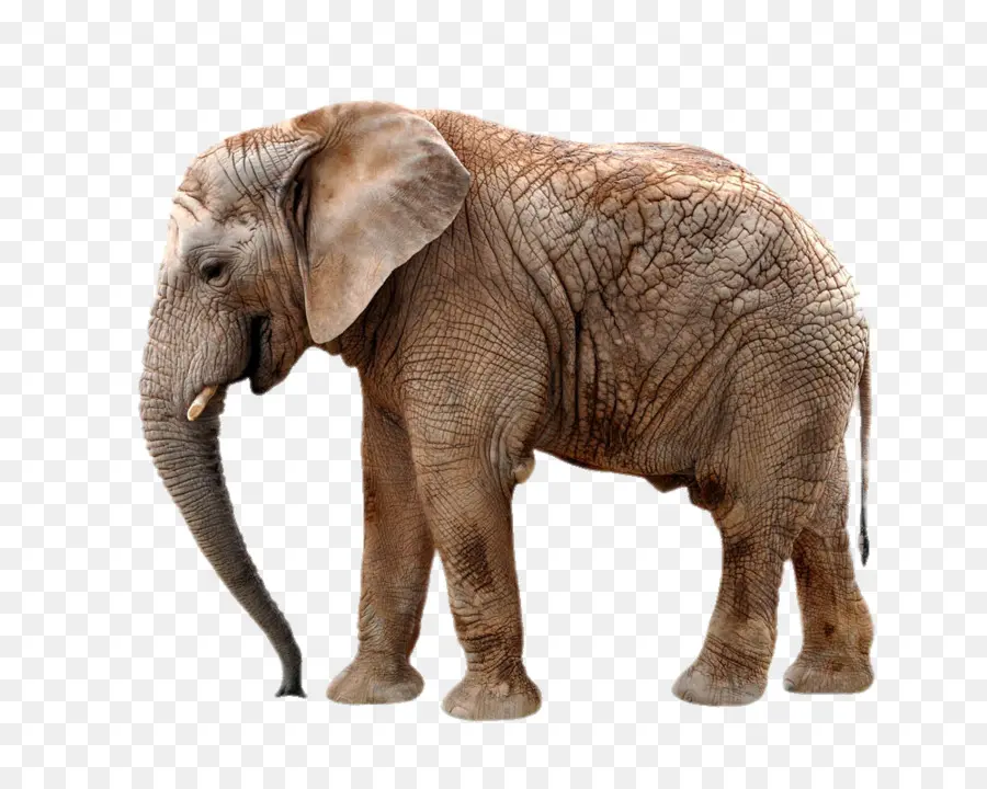 Okapi，Gajah Afrika PNG