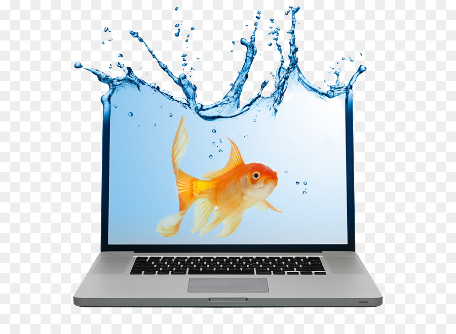 Ikan Mas Di Laptop，Ikan Mas PNG