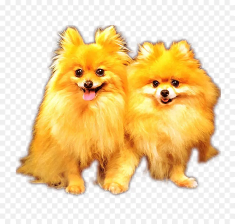 Pomeranian，Spitz Jerman PNG