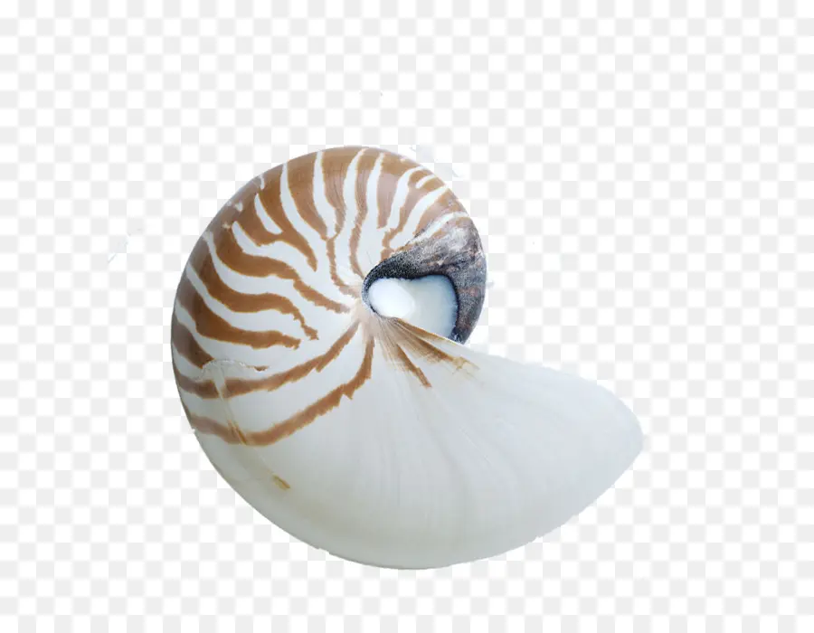 Nautilus Berbilik，Kerang PNG