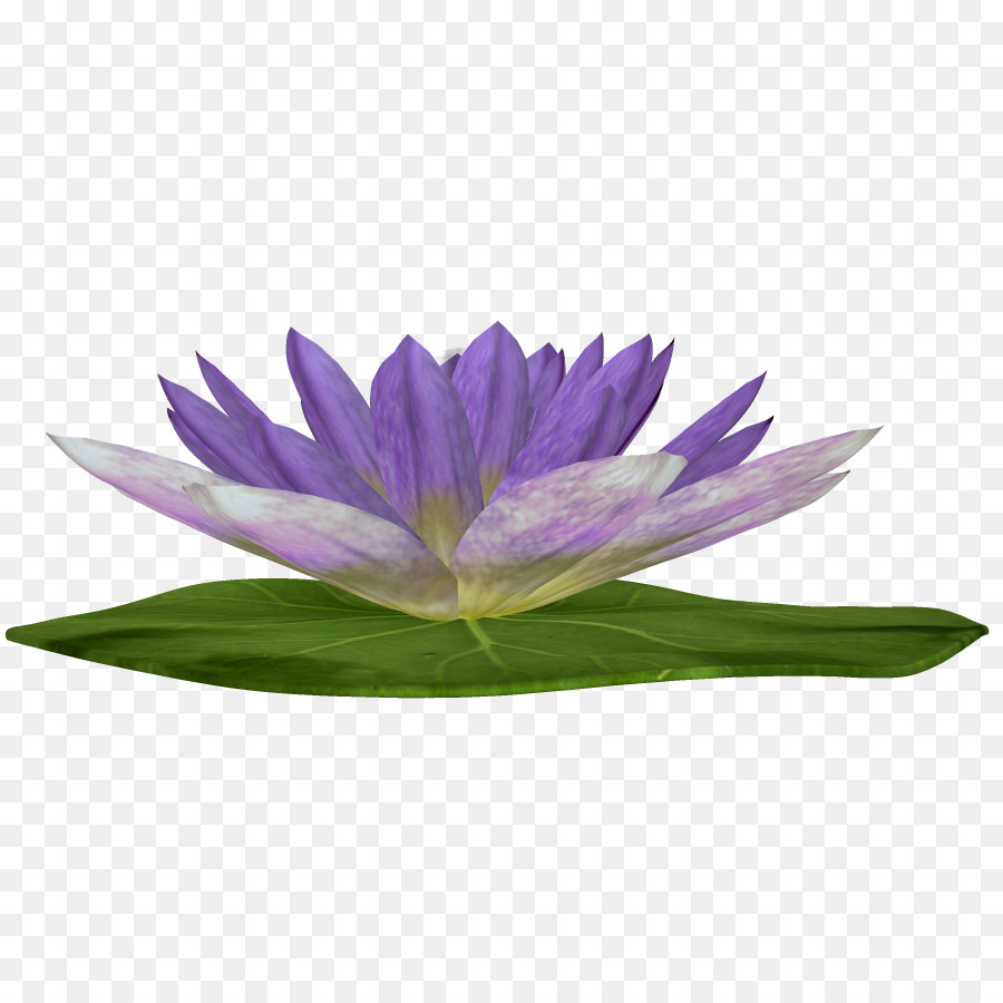 Ungu，Nelumbo Nucifera PNG