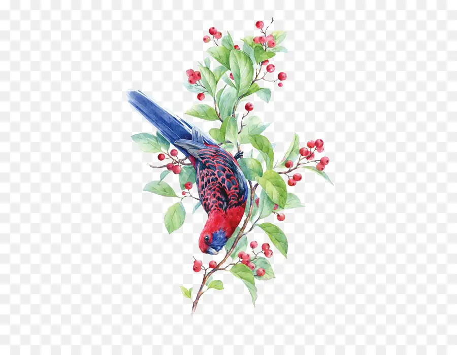 Burung，Merah Rosella PNG