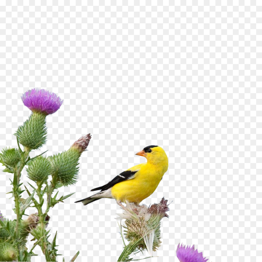 Burung Kuning，Thistle PNG