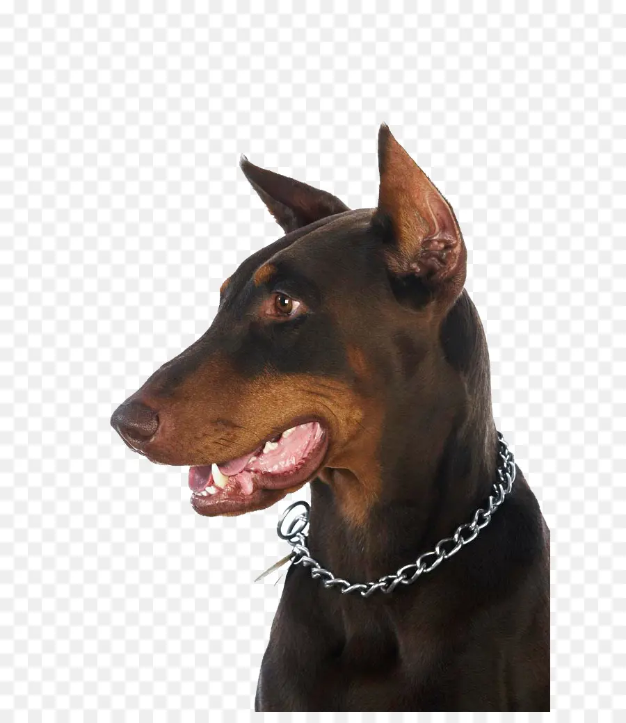 Doberman，Peliharaan PNG