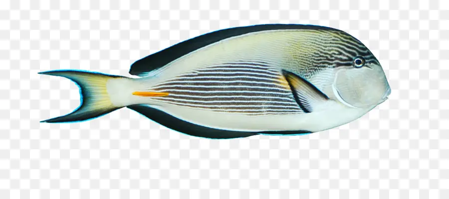 Biru，Ikan PNG