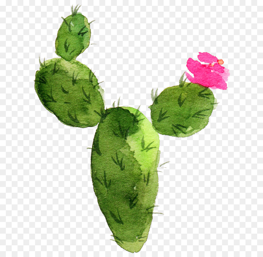 Cactaceae Lukisan  Cat  Air  Lukisan  gambar png