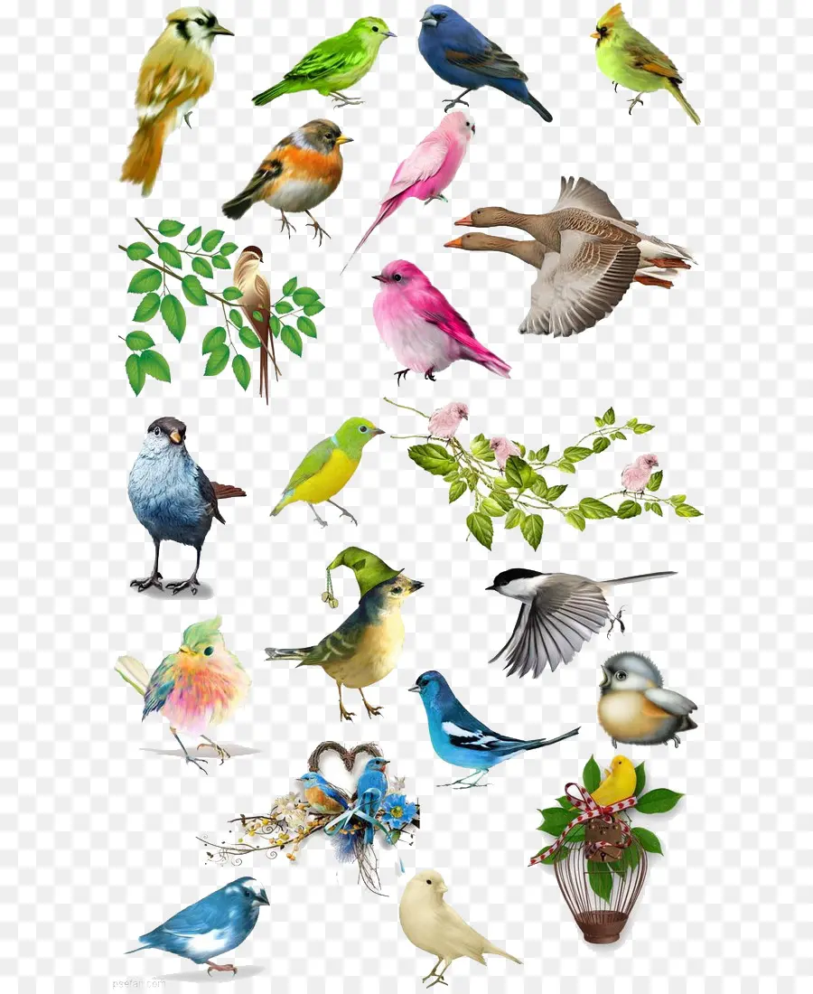 Burung，Gambar PNG
