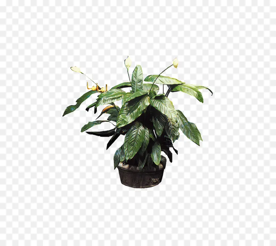 Tanaman Pot，Daun Daun PNG