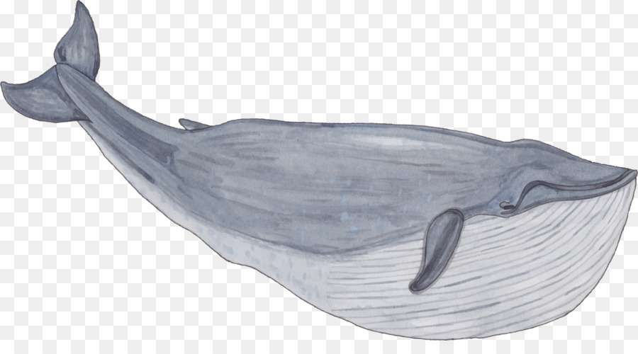 Gambar Lukisan Ikan Paus | Cikimm.com