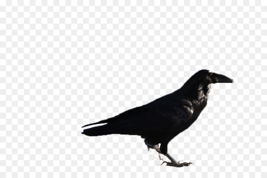 Burung Gagak，Hitam PNG