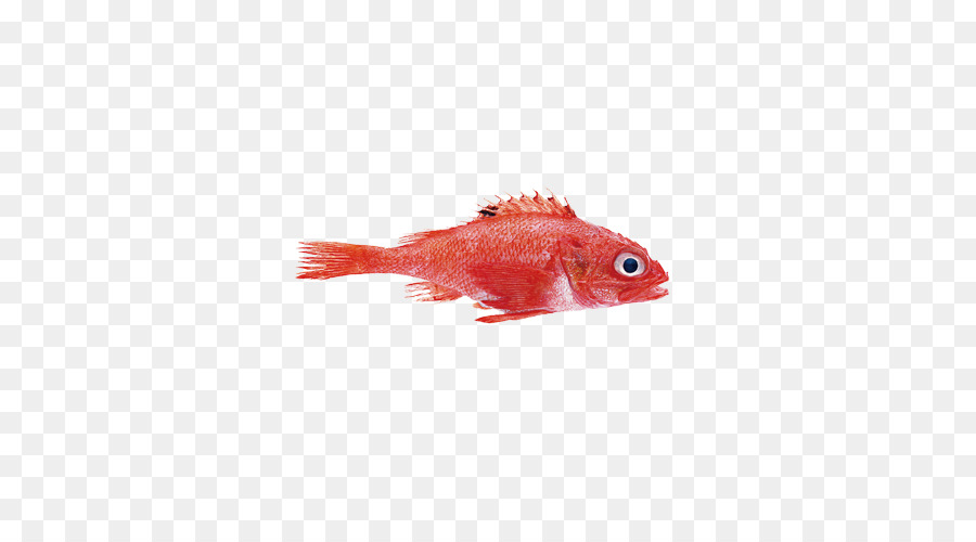 Ikan，Mullus Barbatus PNG