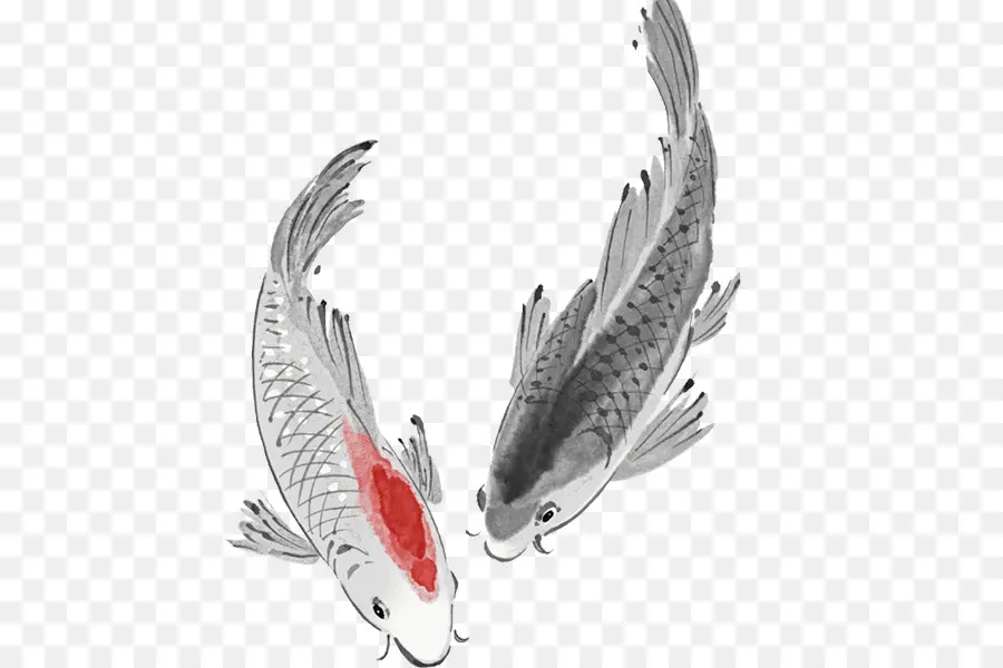 Ikan Koi，Air PNG