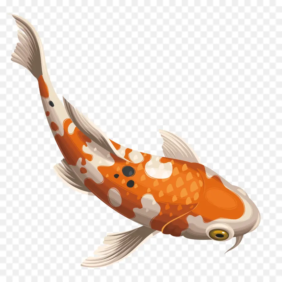 Ikan Koi，Oranye PNG