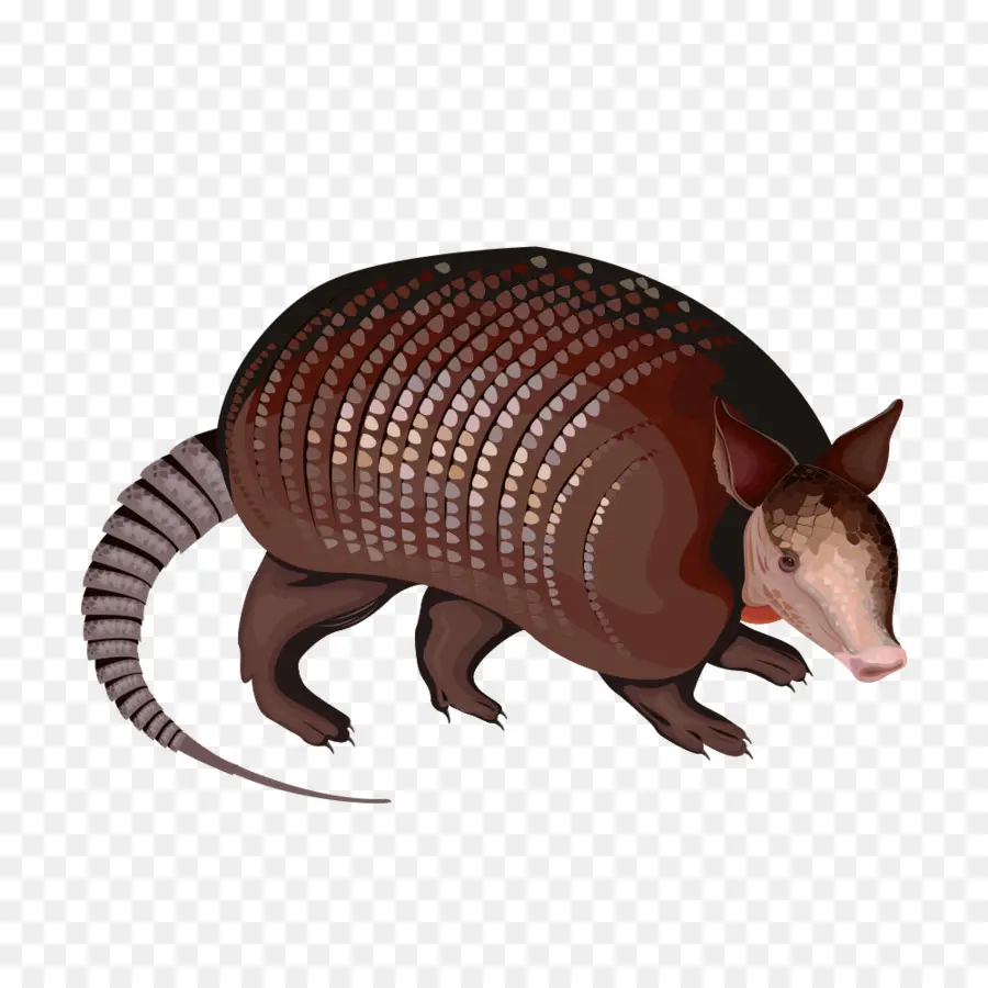 Armadillo，Margasatwa PNG