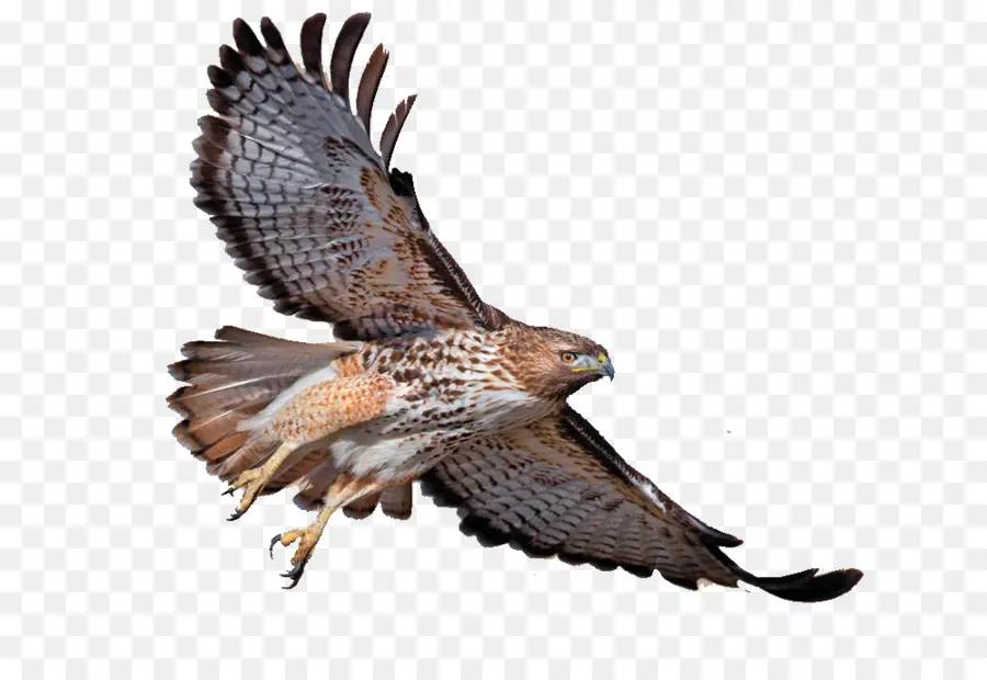 Elang Redtailed，Redshouldered Hawk PNG