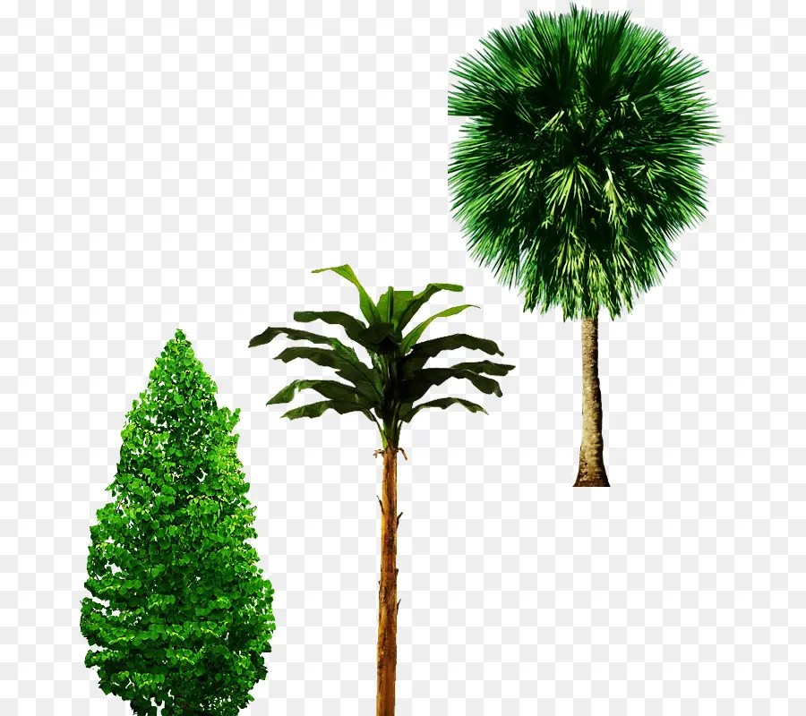 Pisang，Pohon PNG