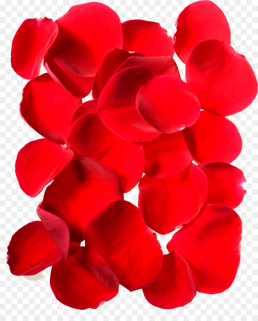 100 Foto Gambar Kelopak Bunga  Mawar Jatuh Terlihat Keren 