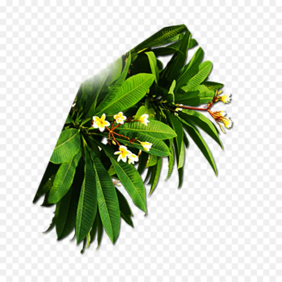 Daun Plumeria，Bunga PNG