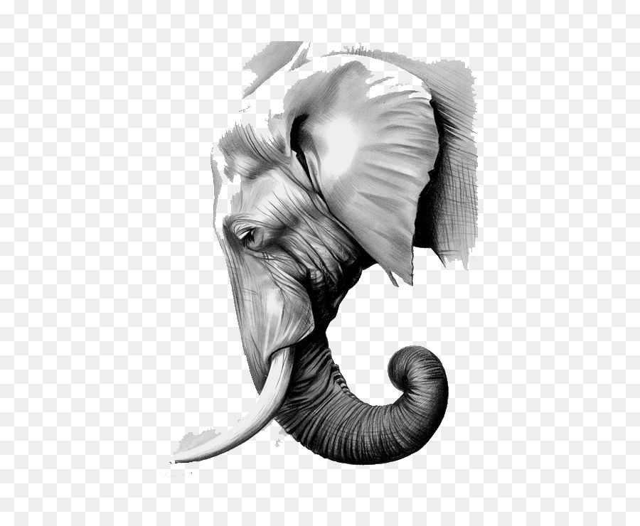 Gajah Kertas Gajah Asia gambar png