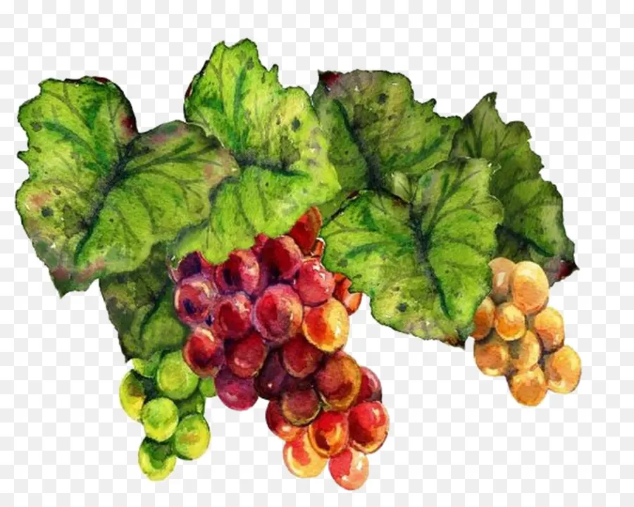 Anggur，Gambar PNG