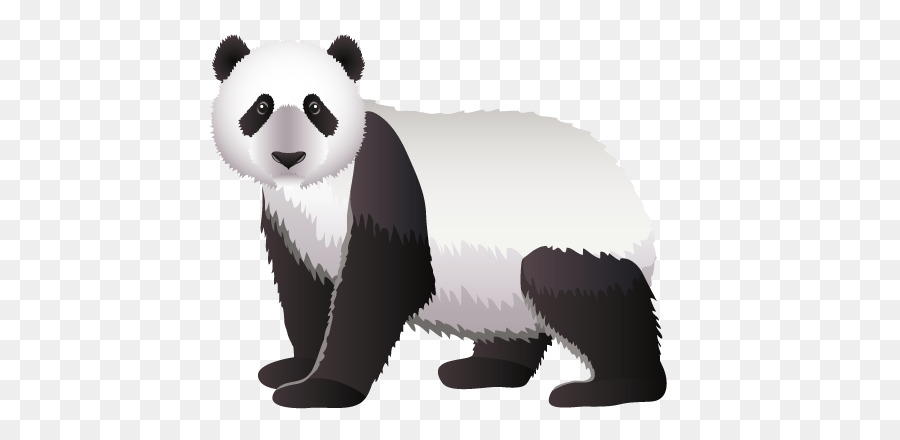 Panda，Beruang PNG