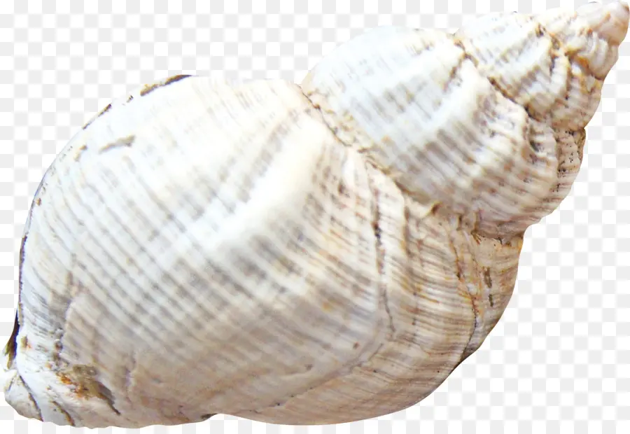 Kerang Laut，Laut PNG