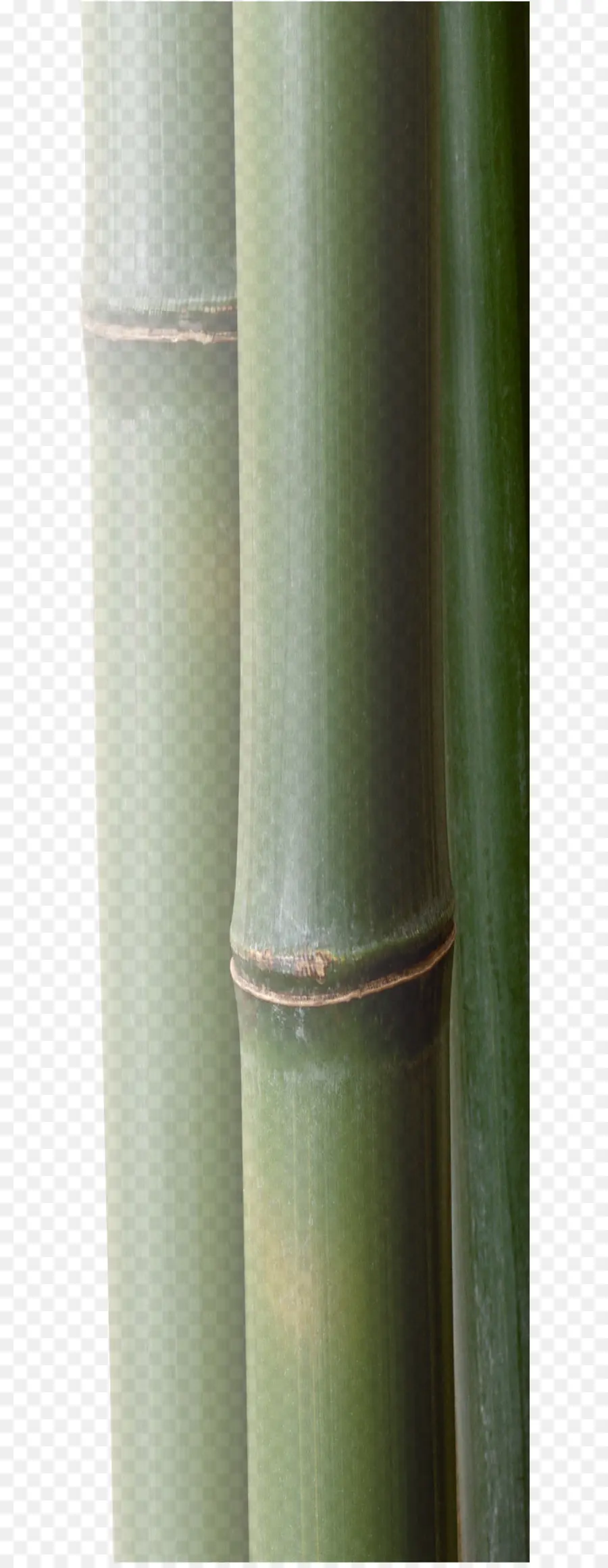 Bambu Hijau，Tangkai PNG