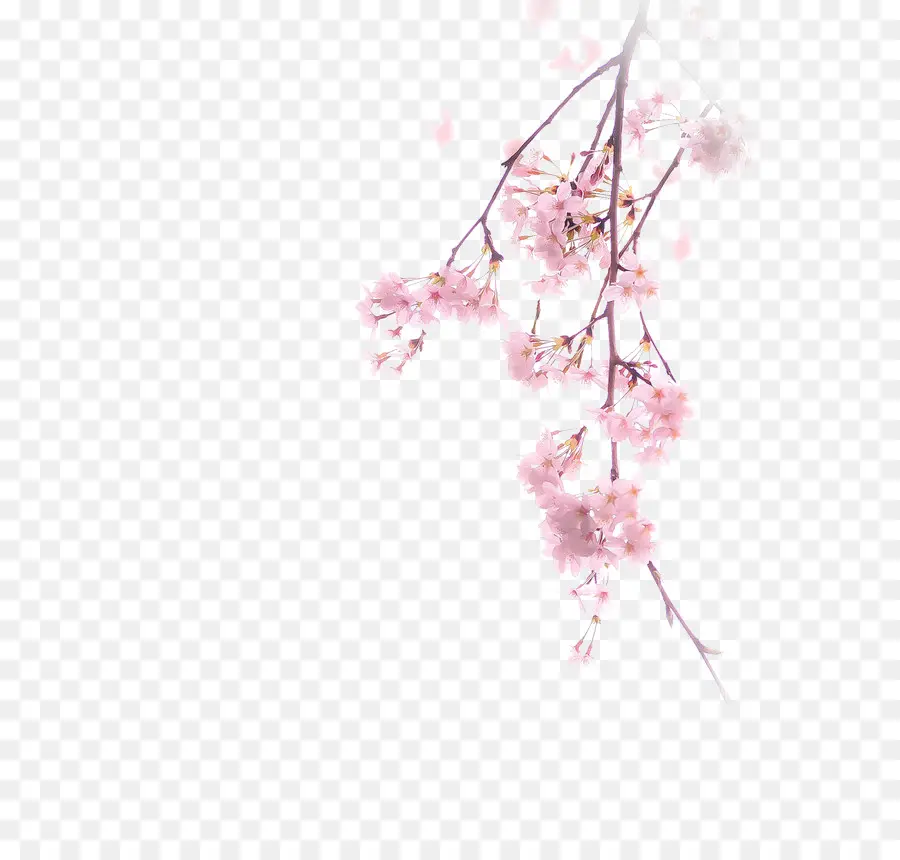 Sakura，Blossom PNG