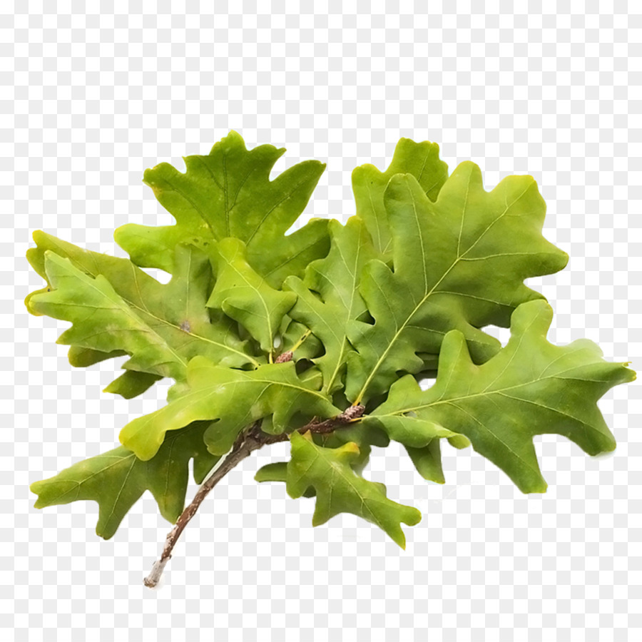 Men Download，Daun PNG