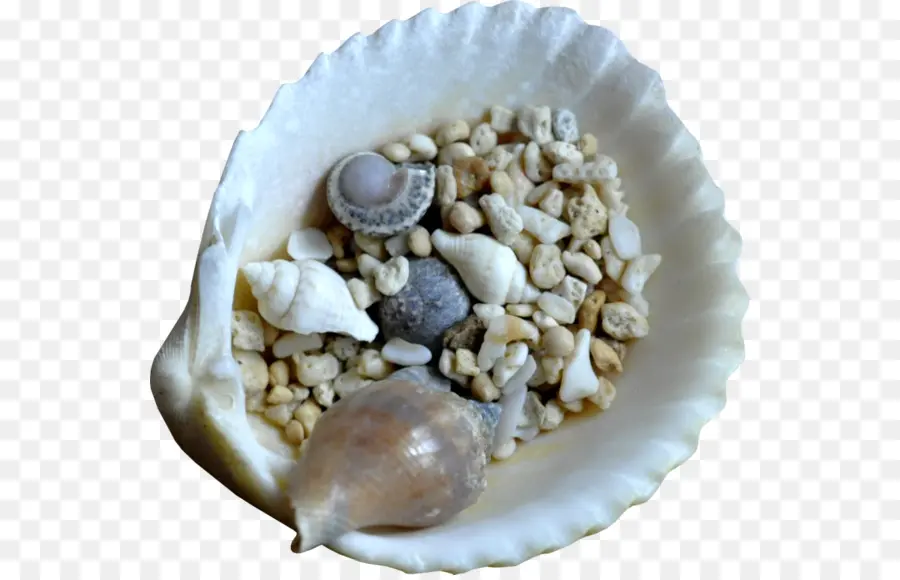 Kerang，Tiram PNG