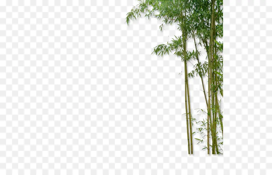 Cina，Bambu PNG