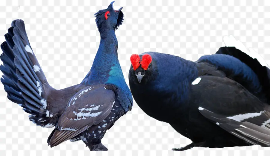 Belibis Hitam，Burung PNG