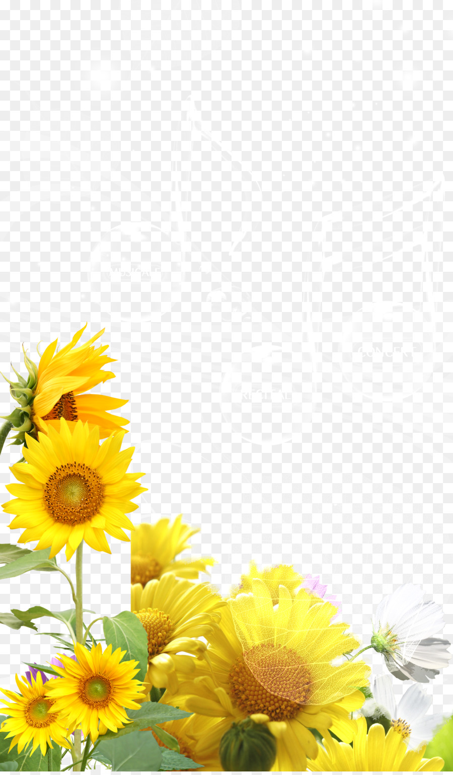 Background Bunga Matahari Kartun | Imej Blog