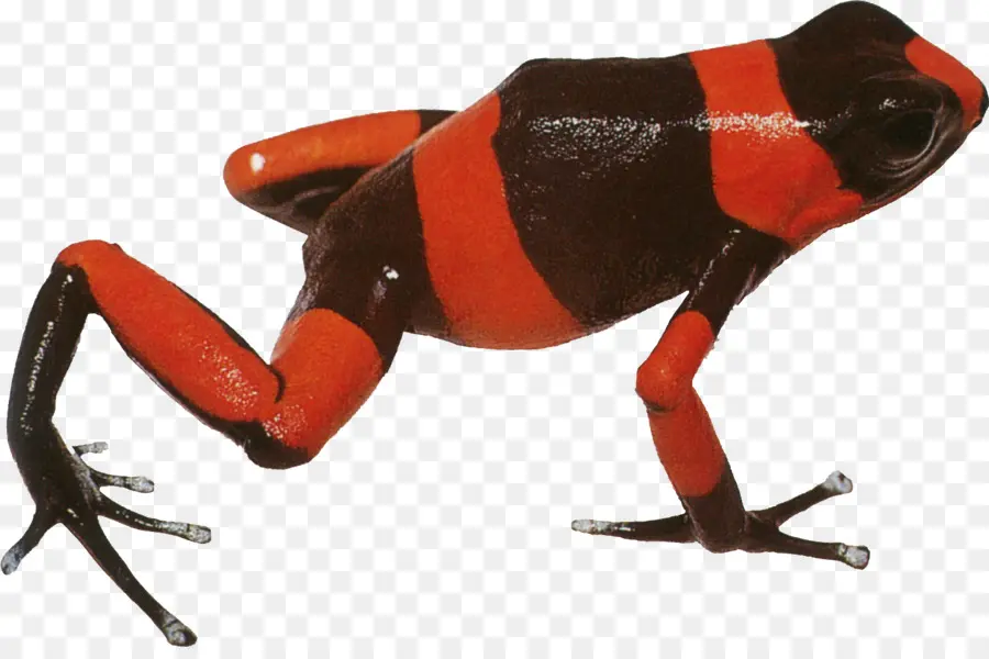 Katak，Merah PNG