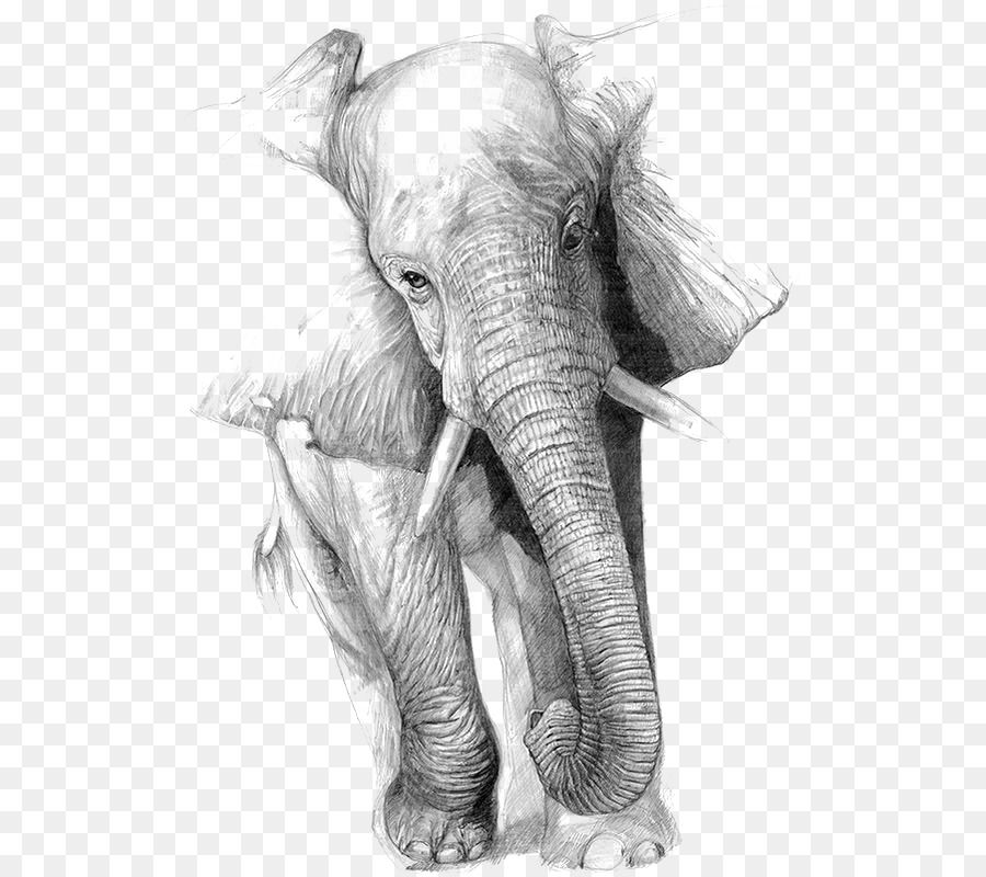 Gambar Gajah Seni gambar png