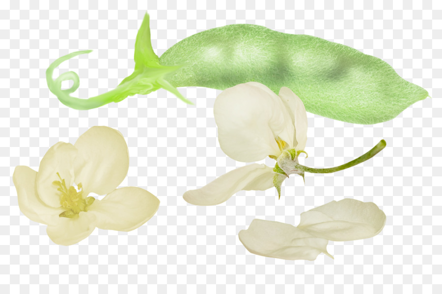 Luas Bean，Kacang PNG