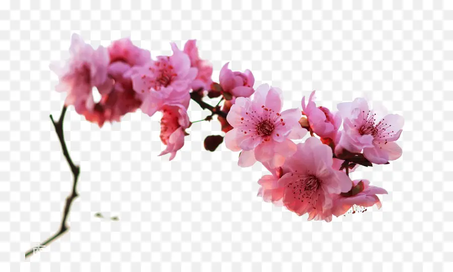 Bunga Sakura，Musim Semi PNG