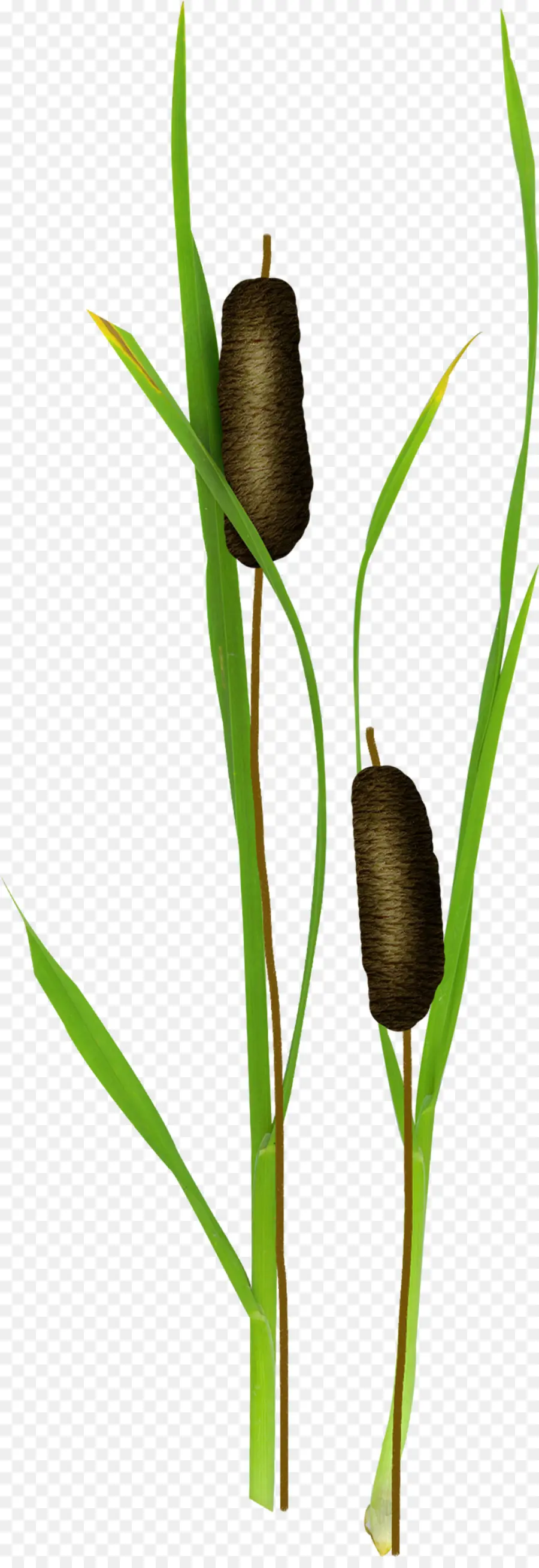 Typha Orientalis，Lilin PNG