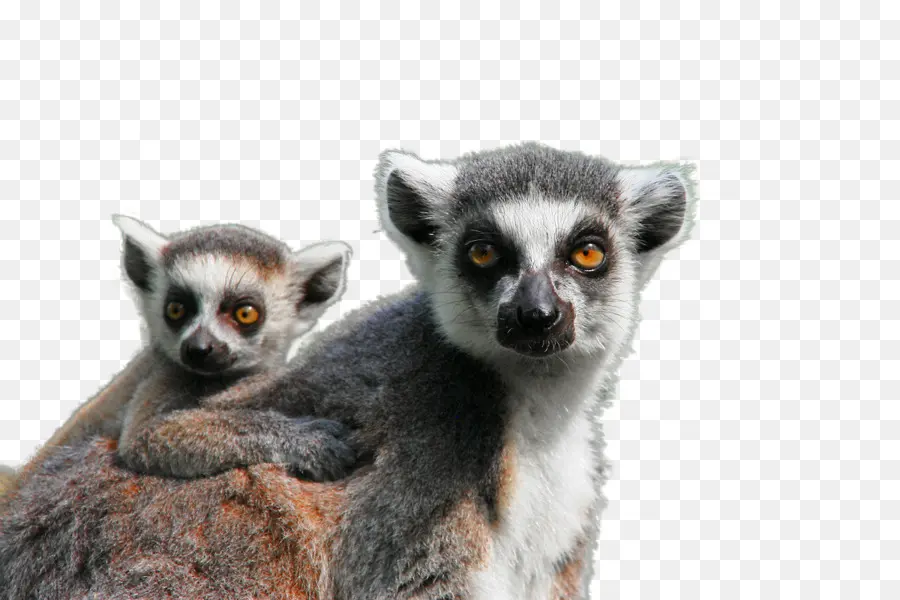 Lemur，Ibu PNG