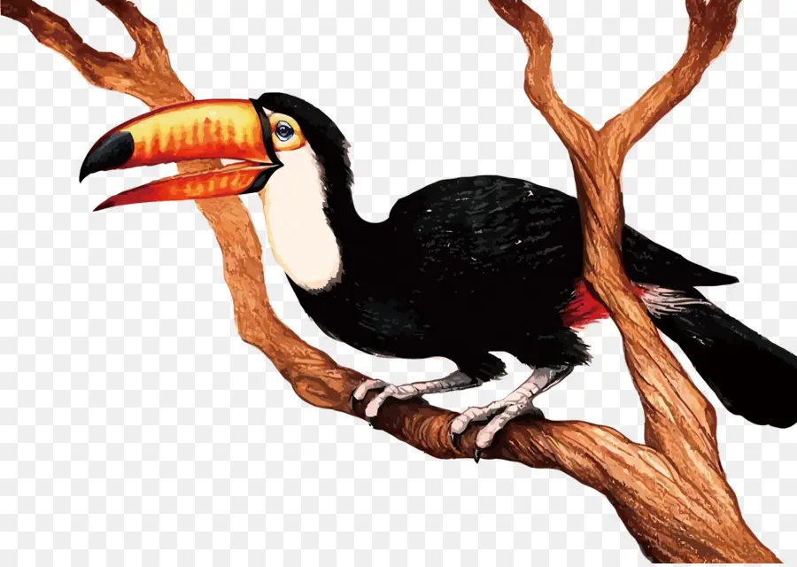 Burung，Kartun PNG