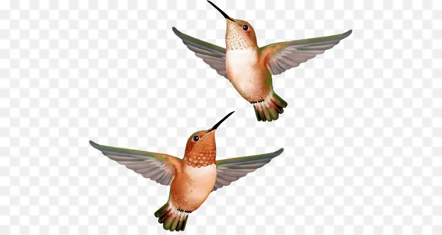 Burung Kolibri，Burung PNG