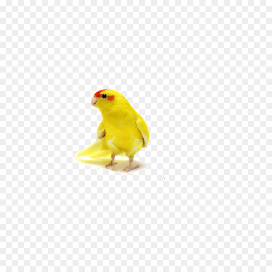 Burung Kuning，Burung Beo PNG