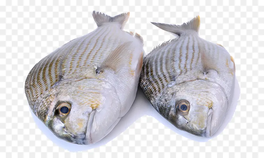 Warna Warni Ikan Hiu，Ikan PNG