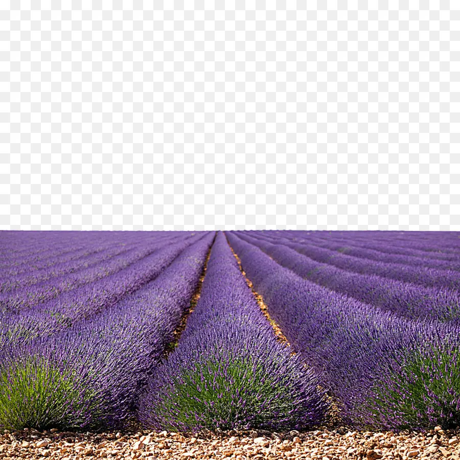 Ladang Lavender，Bunga PNG