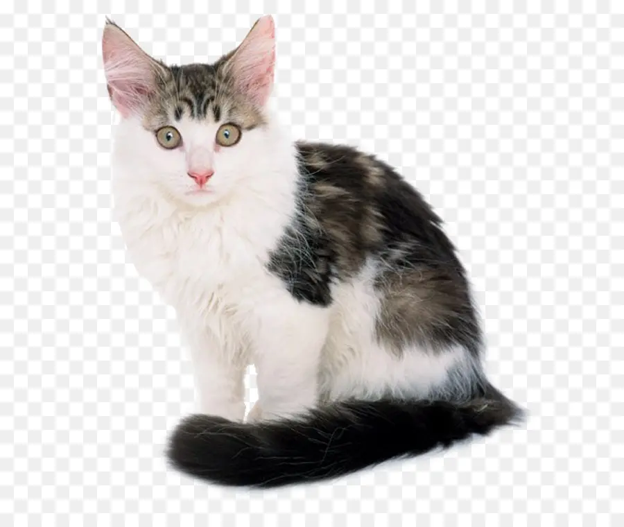 Kucing Hitam Putih，Peliharaan PNG