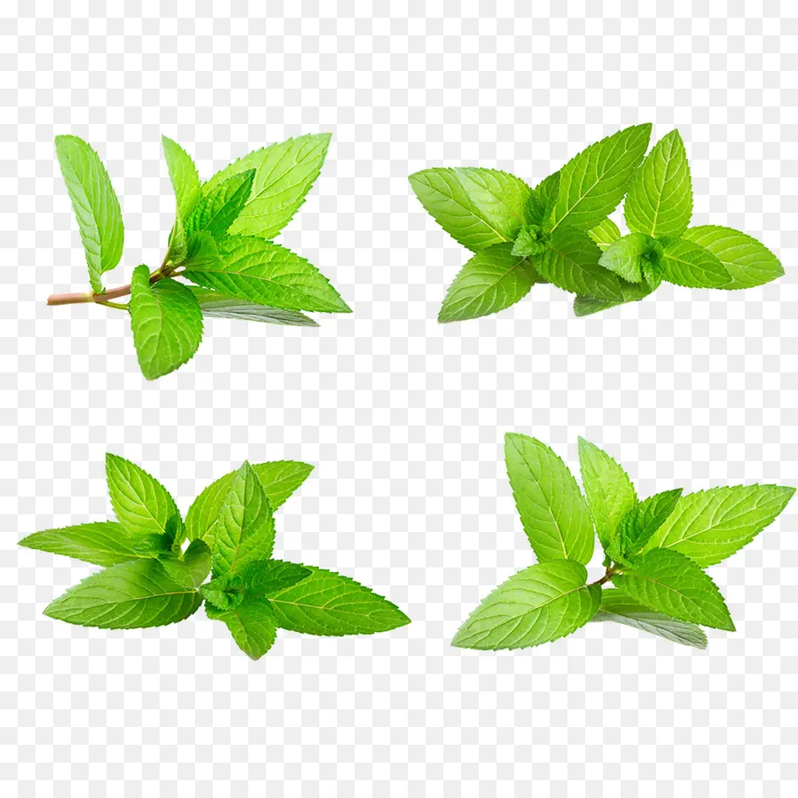 Daun Mint Hijau，Herba PNG