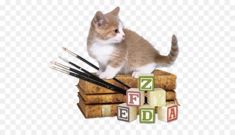 Anak Kucing Dengan Buku，Buku PNG