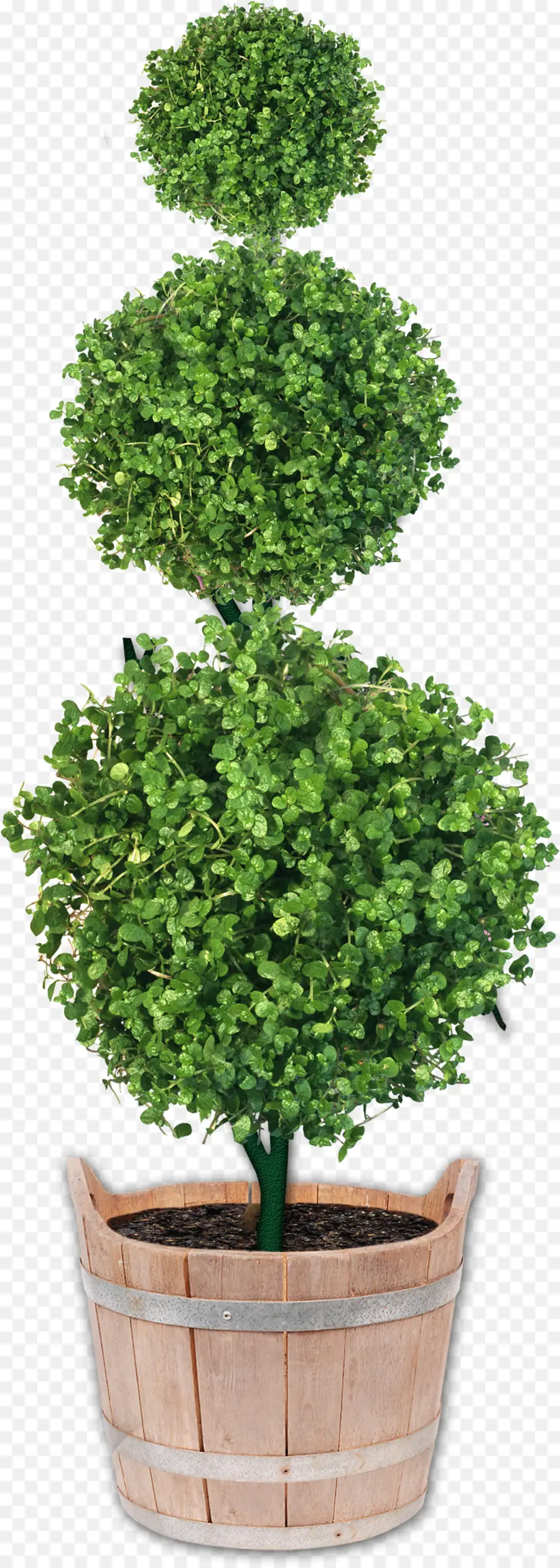 Pabrik Topiary，Belukar PNG