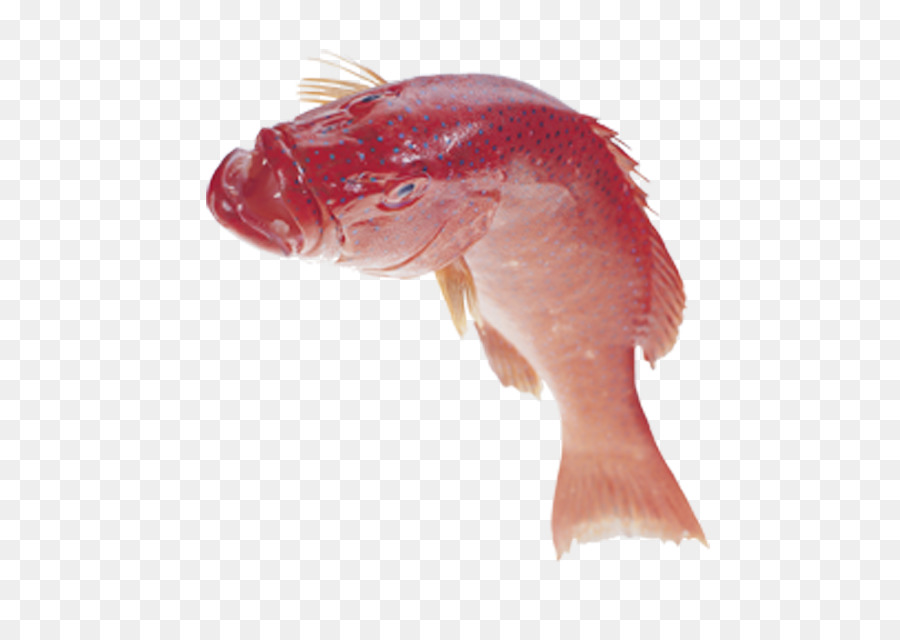 Ikan，Ikan Skala PNG